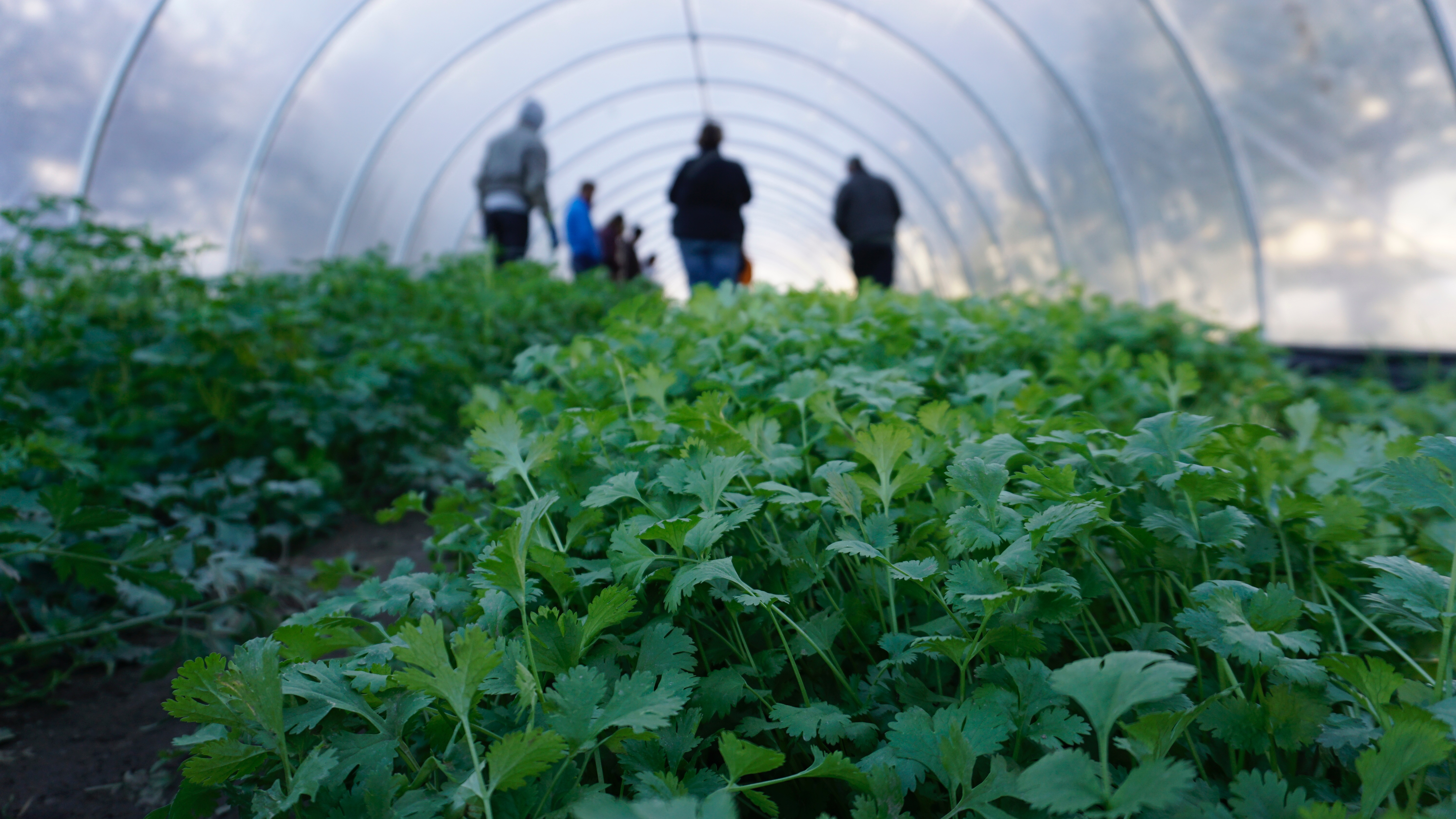 Worm's eye photo of cilantro sprouting in a hoophouse with a group of people gathered in the background.